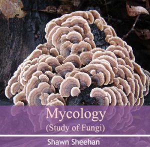 Mycology By Shawn Sheehan